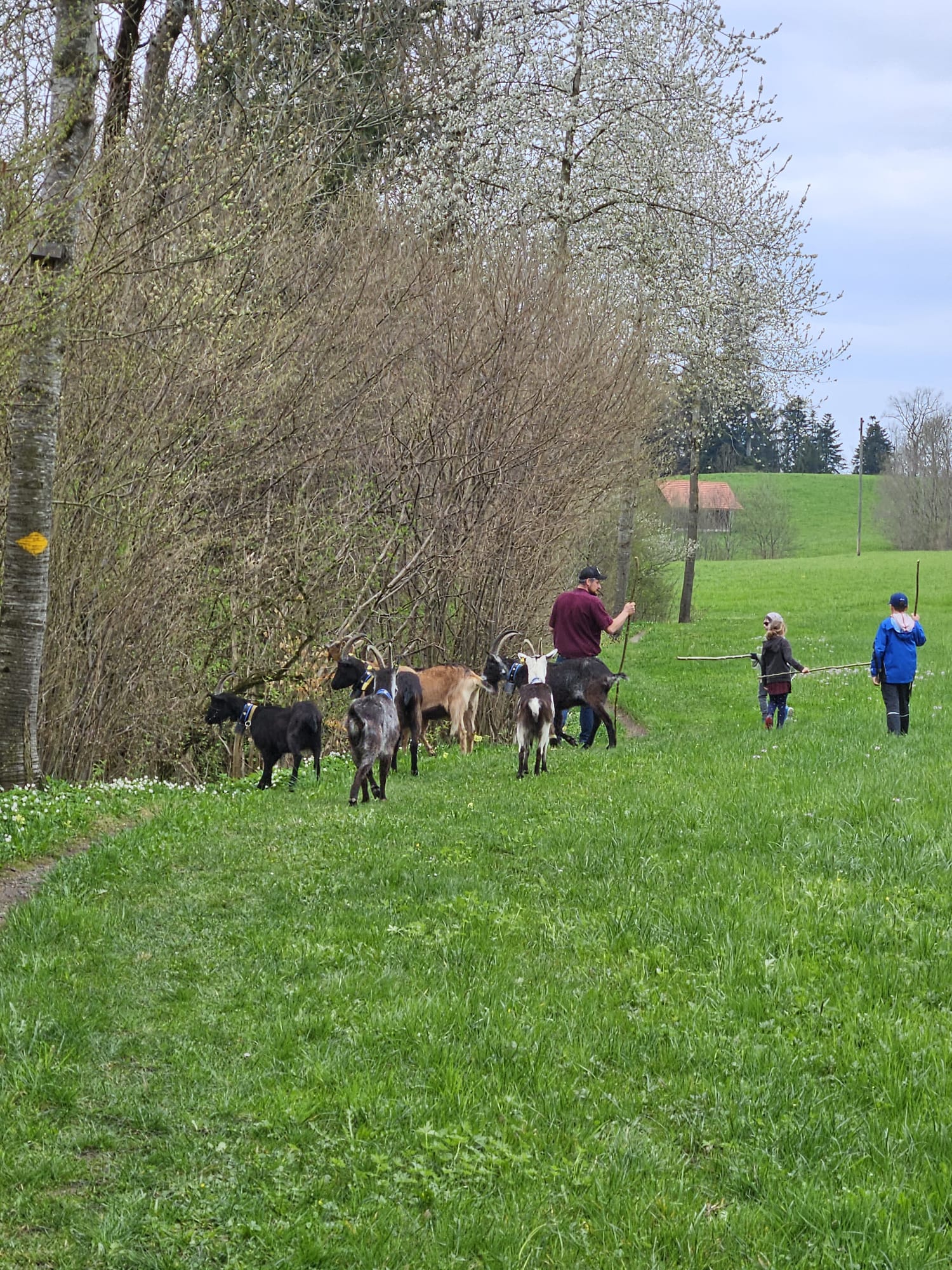 Kind streichelt Geiss – Tierbegegnung auf der Weide