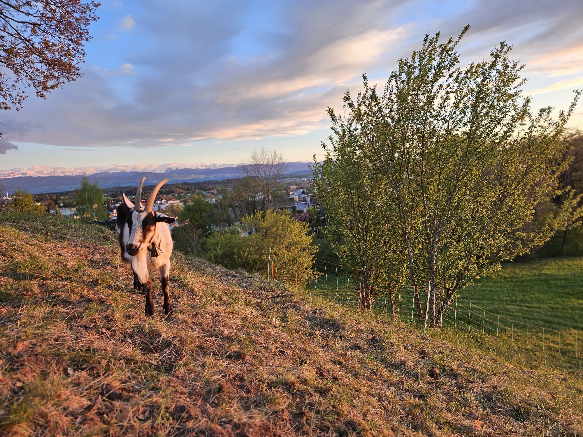 Max – die Geiss mit blauem Rucksack auf Wanderung