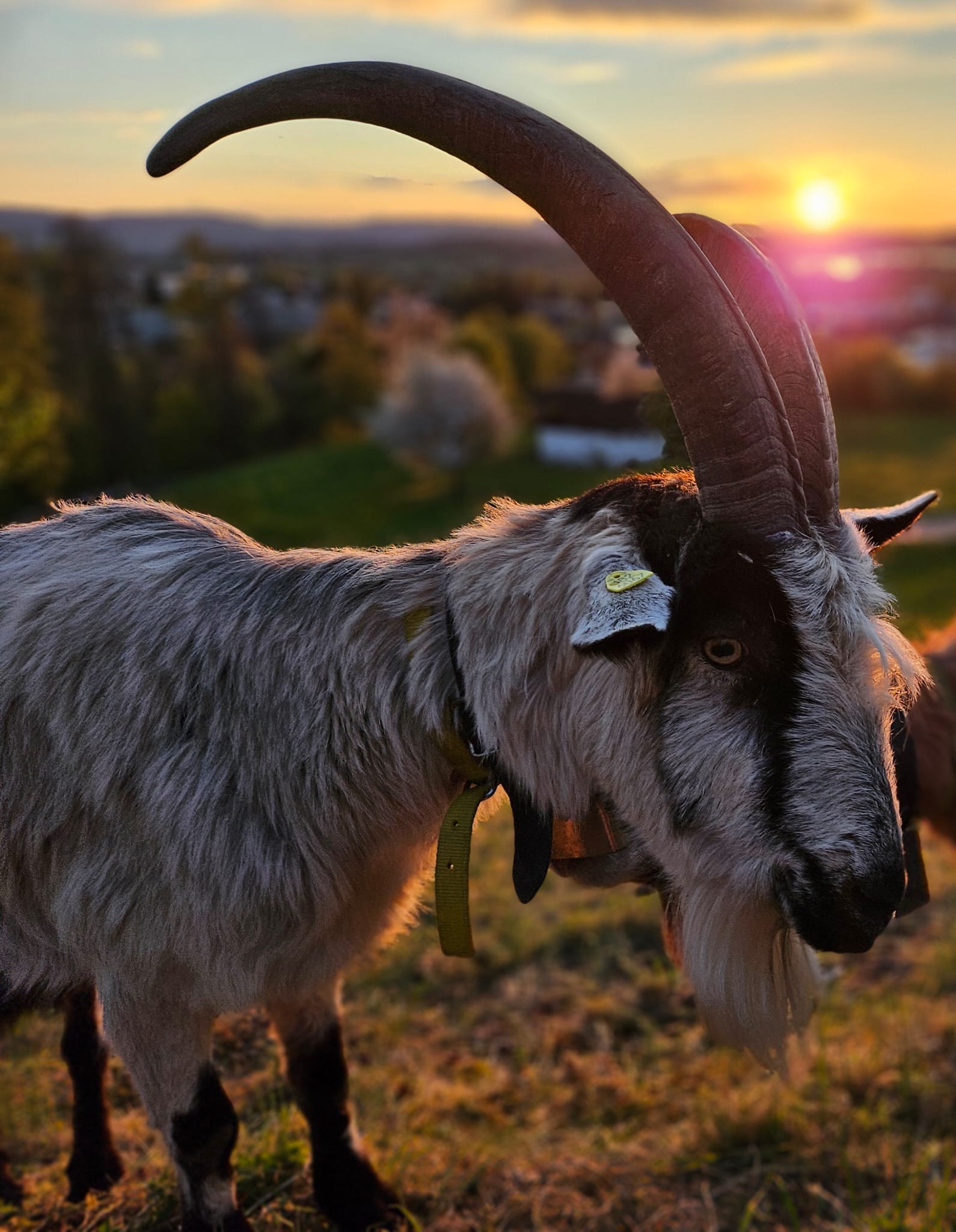 Geiss im Sonnenuntergang