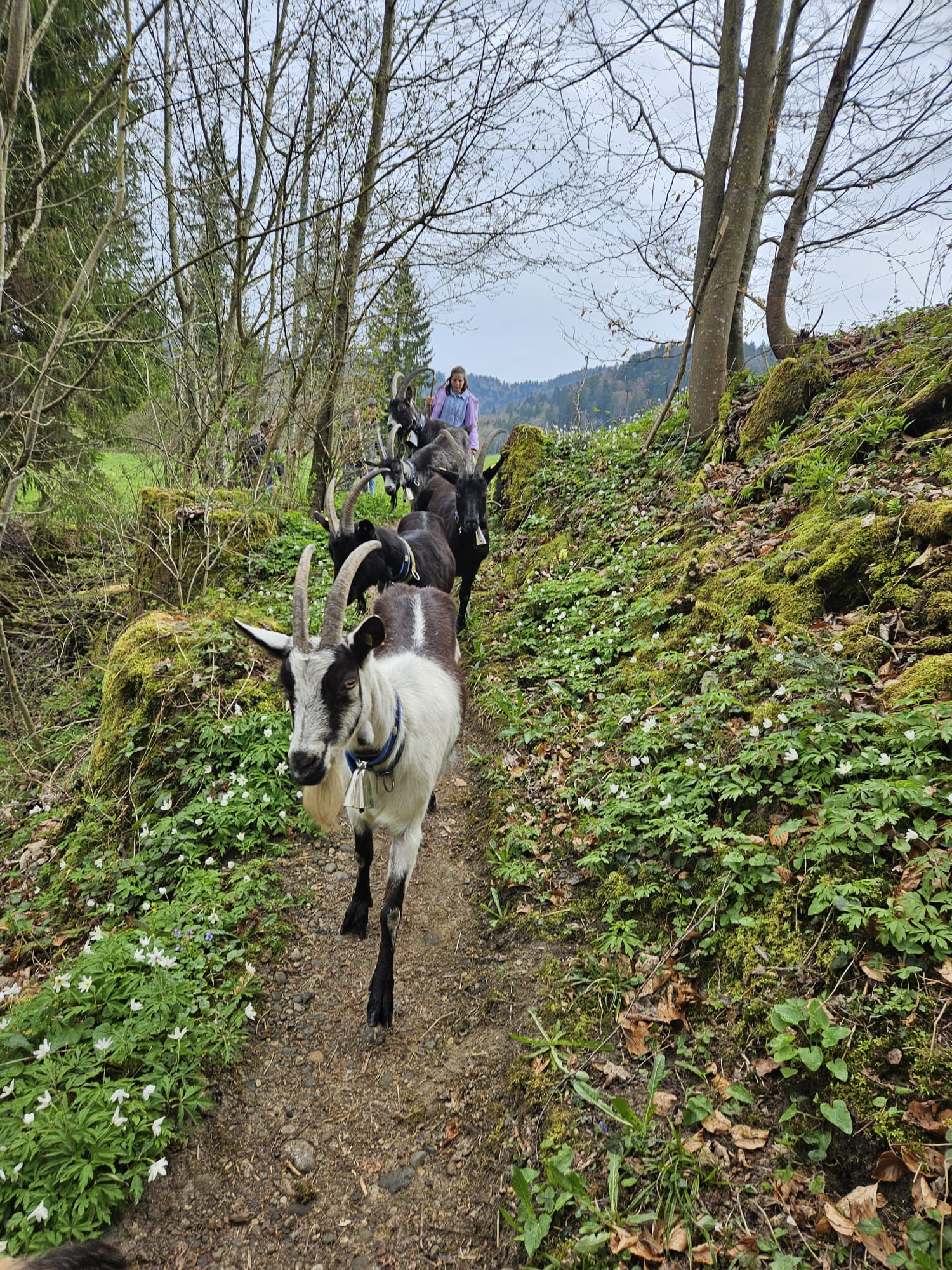 Geissenherde beim Klettern durch das Laub