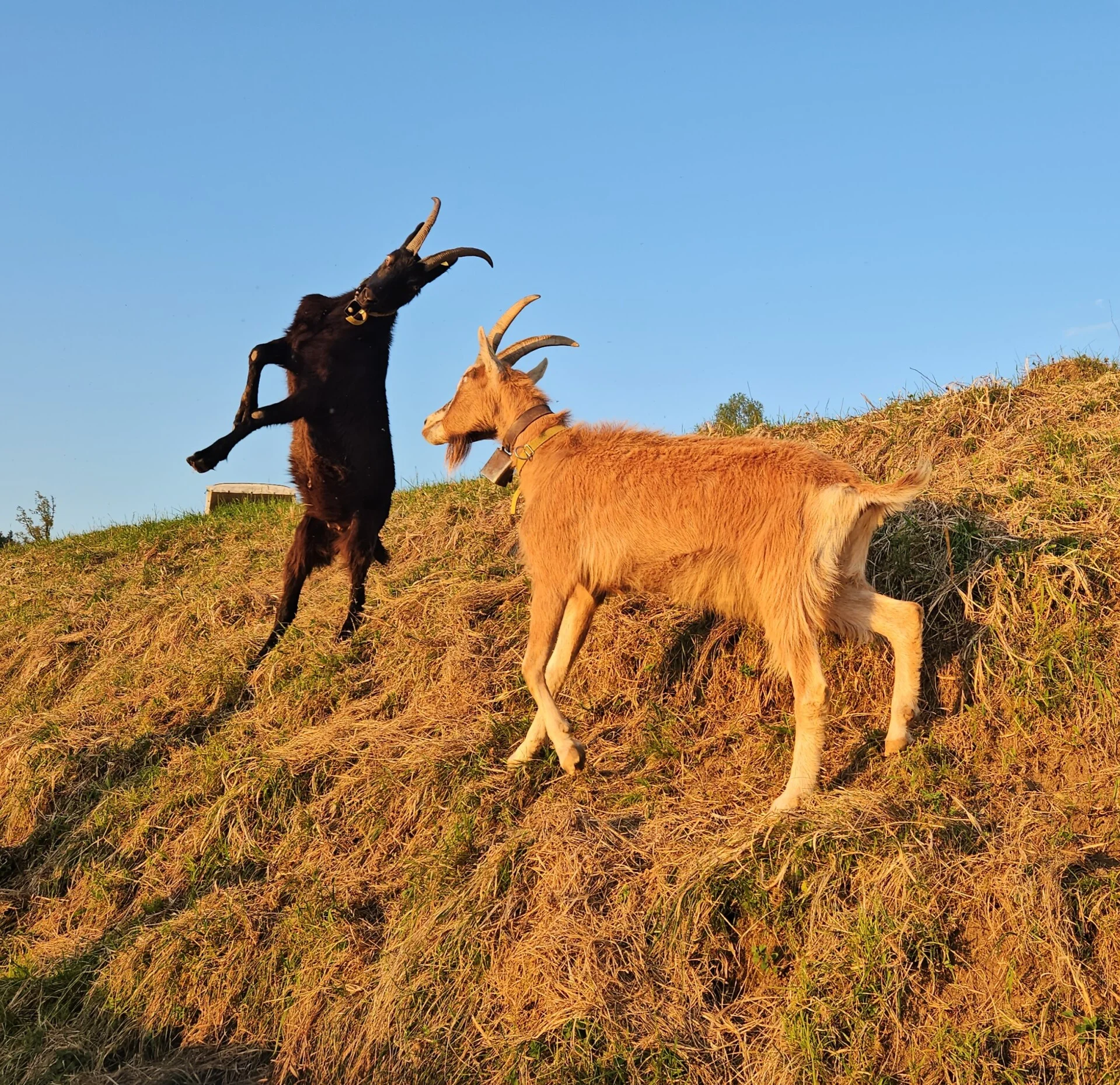 Geissen auf dem Hügel in der Abendsonne