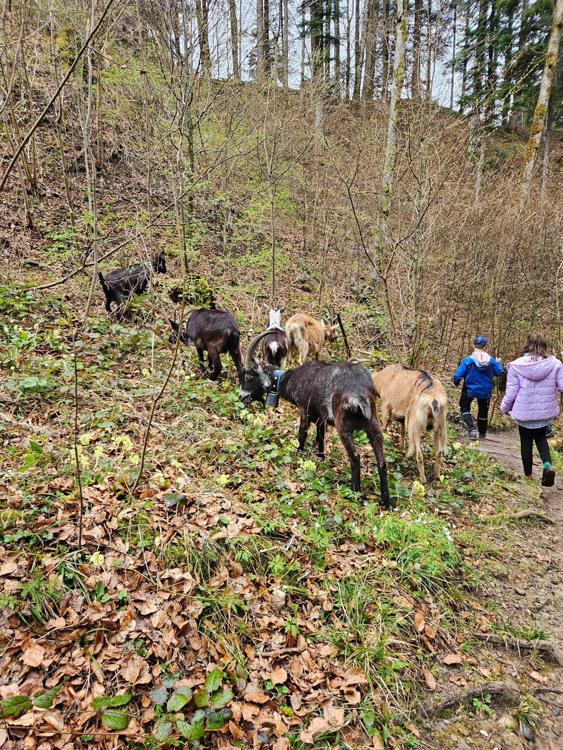 Kinder mit Geissen beim Wandern in der Natur