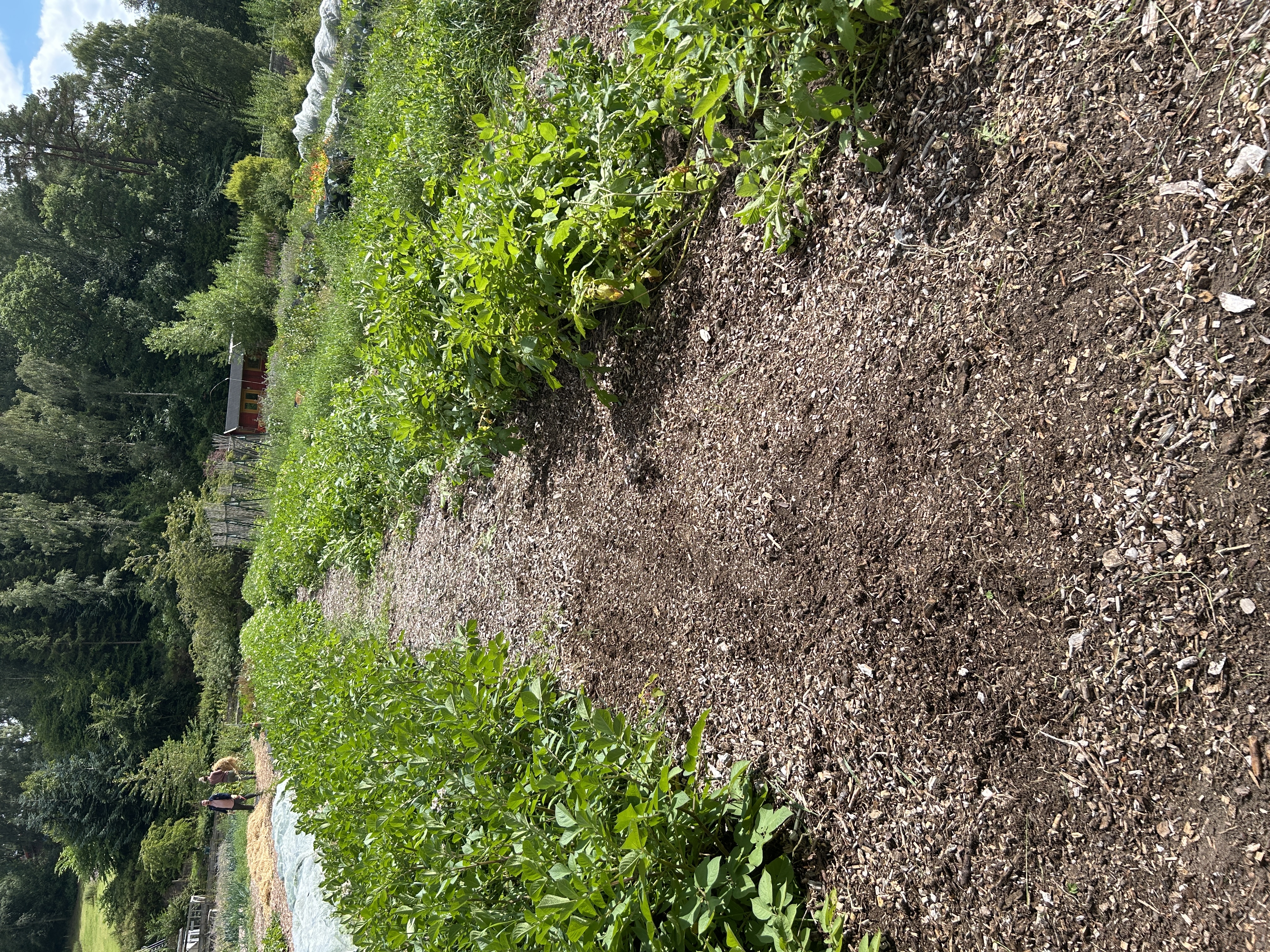 weeds garden cleared SeaShed Sunshine Picturesque 