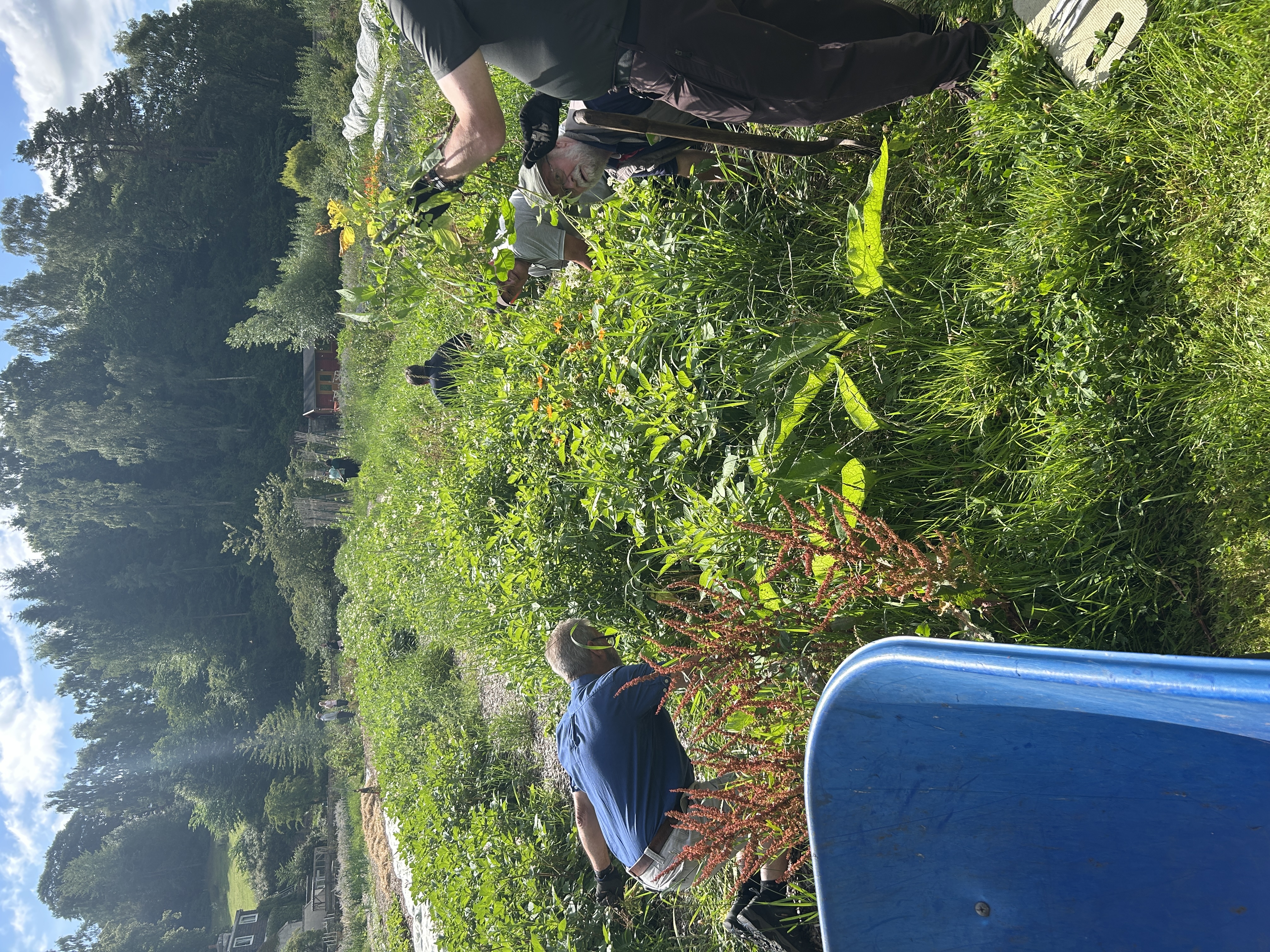 Weeding Garden volunteer
