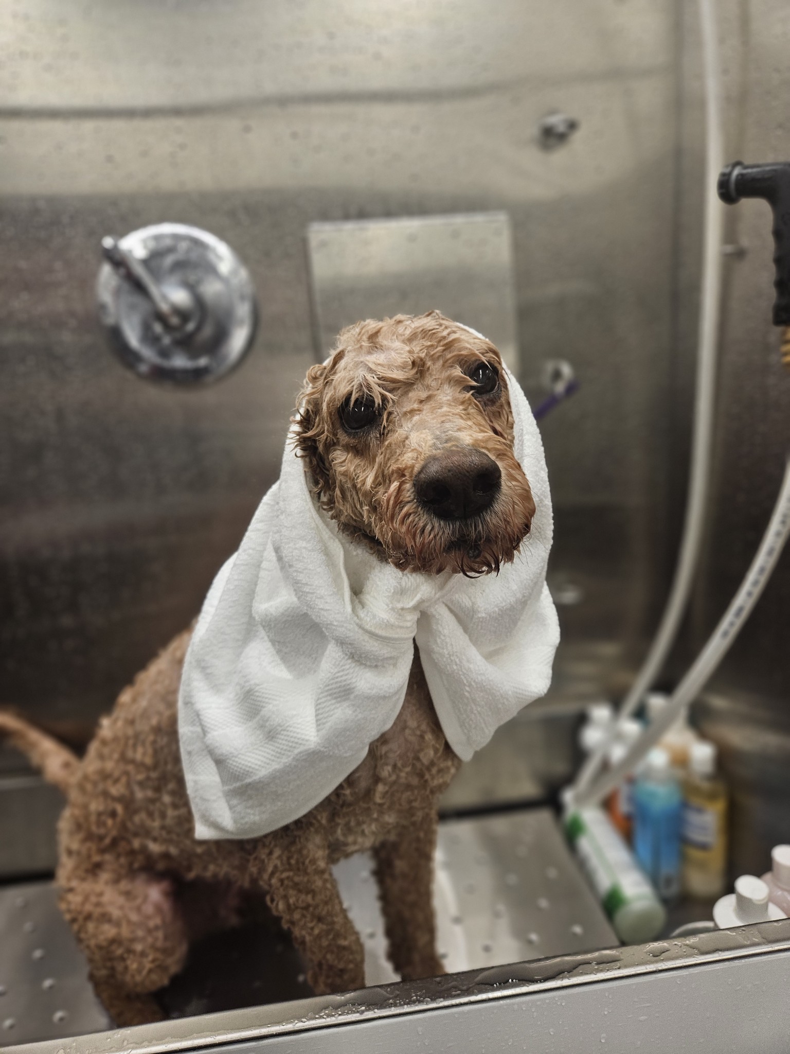 dog in bath - mobile dog grooming dog in bath - mobile dog grooming