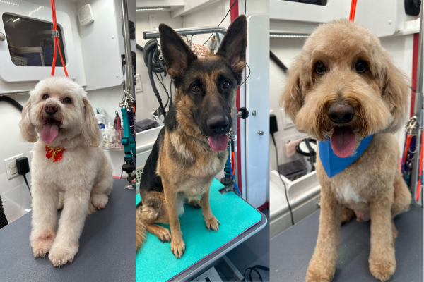 Mobile Grooming Mobile Grooming