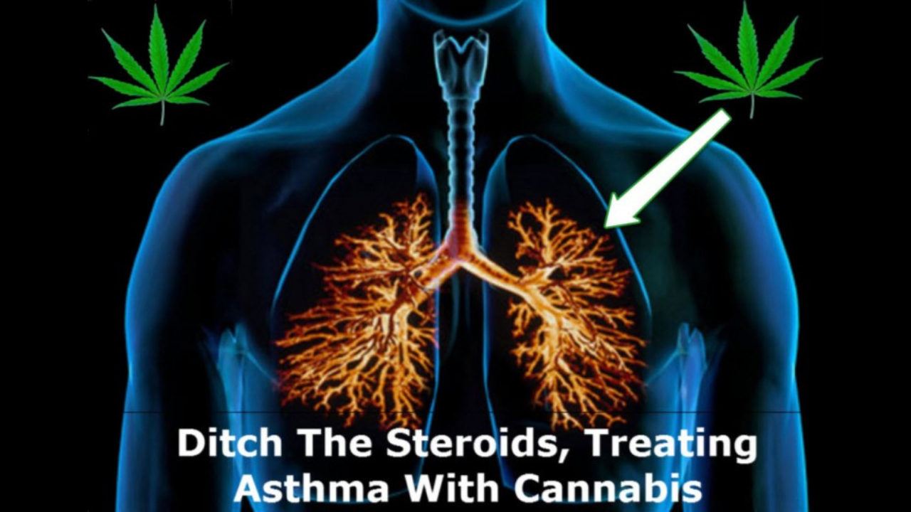 image of lungs and cannabis with steroids treating asthma image of lungs and cannabis with steroids treating asthma