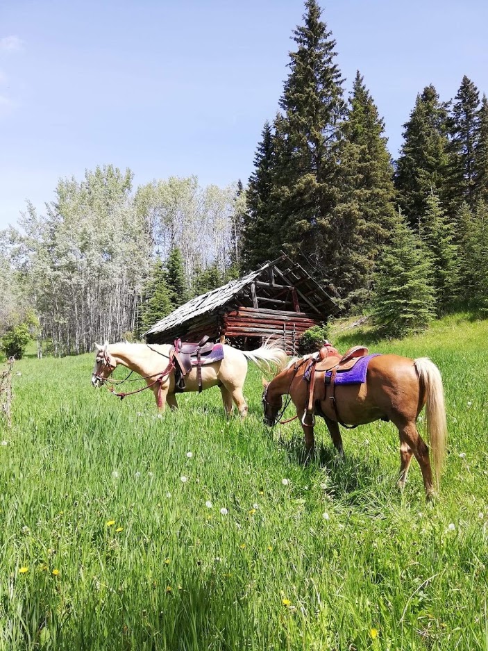 Horses at Montana Hill Guest Ranch