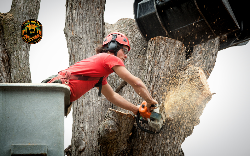 emergency tree removal