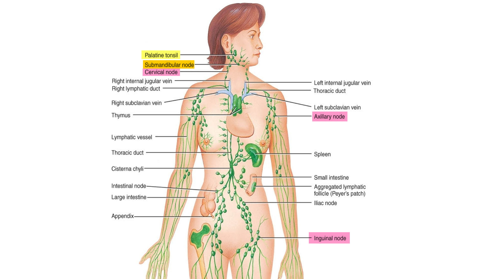 Did you know about Lymphedema