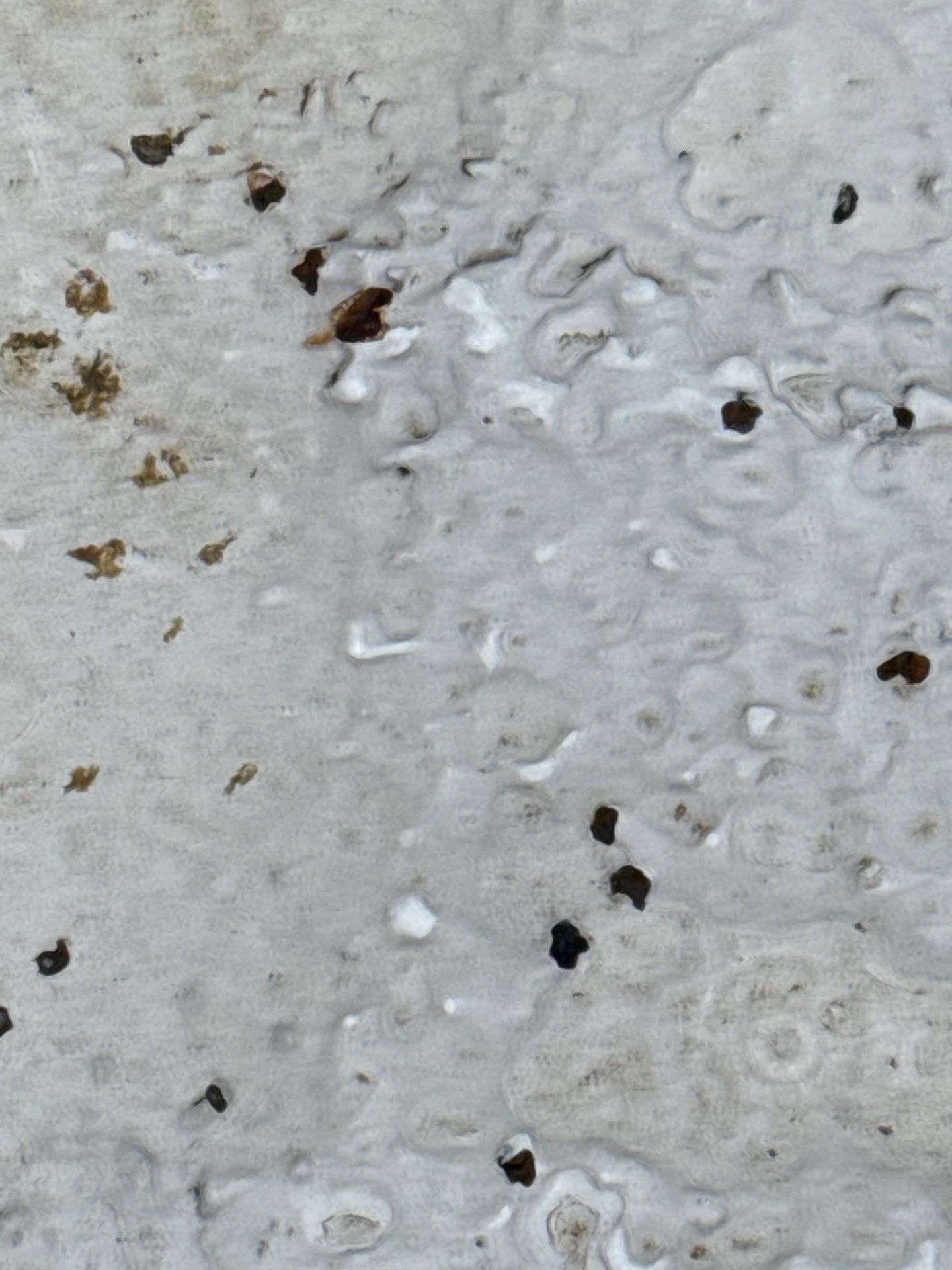 Bird and Pest Damage to Foam Roof