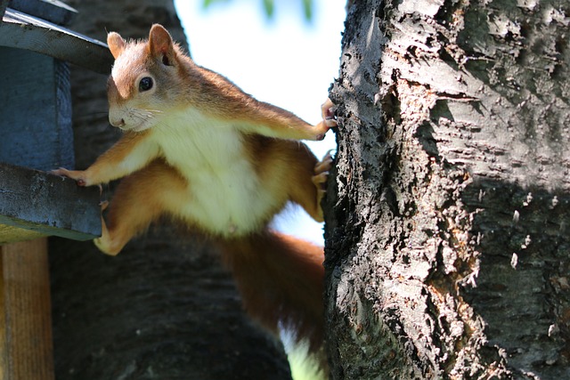 Selling Without Getting Squirrely 