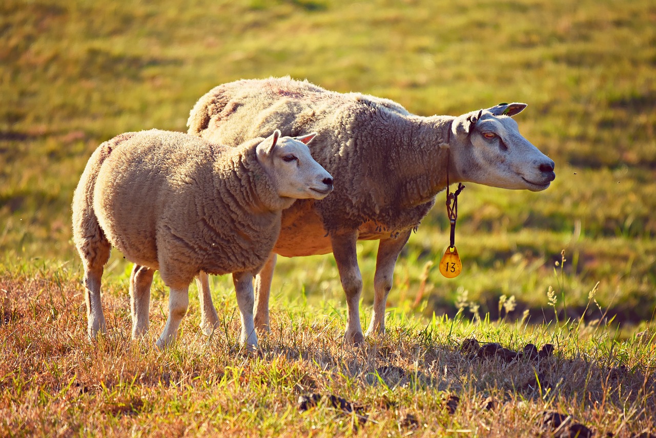 sheep