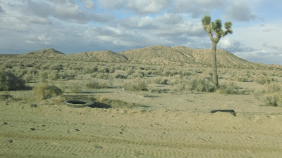 Joshua tree and tire