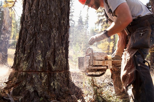 reliable tree services reliable tree services