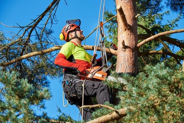 reliable tree services reliable tree services