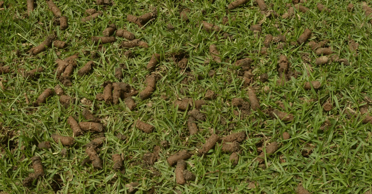 Core Aeration and Overseed in Fairport NY 
