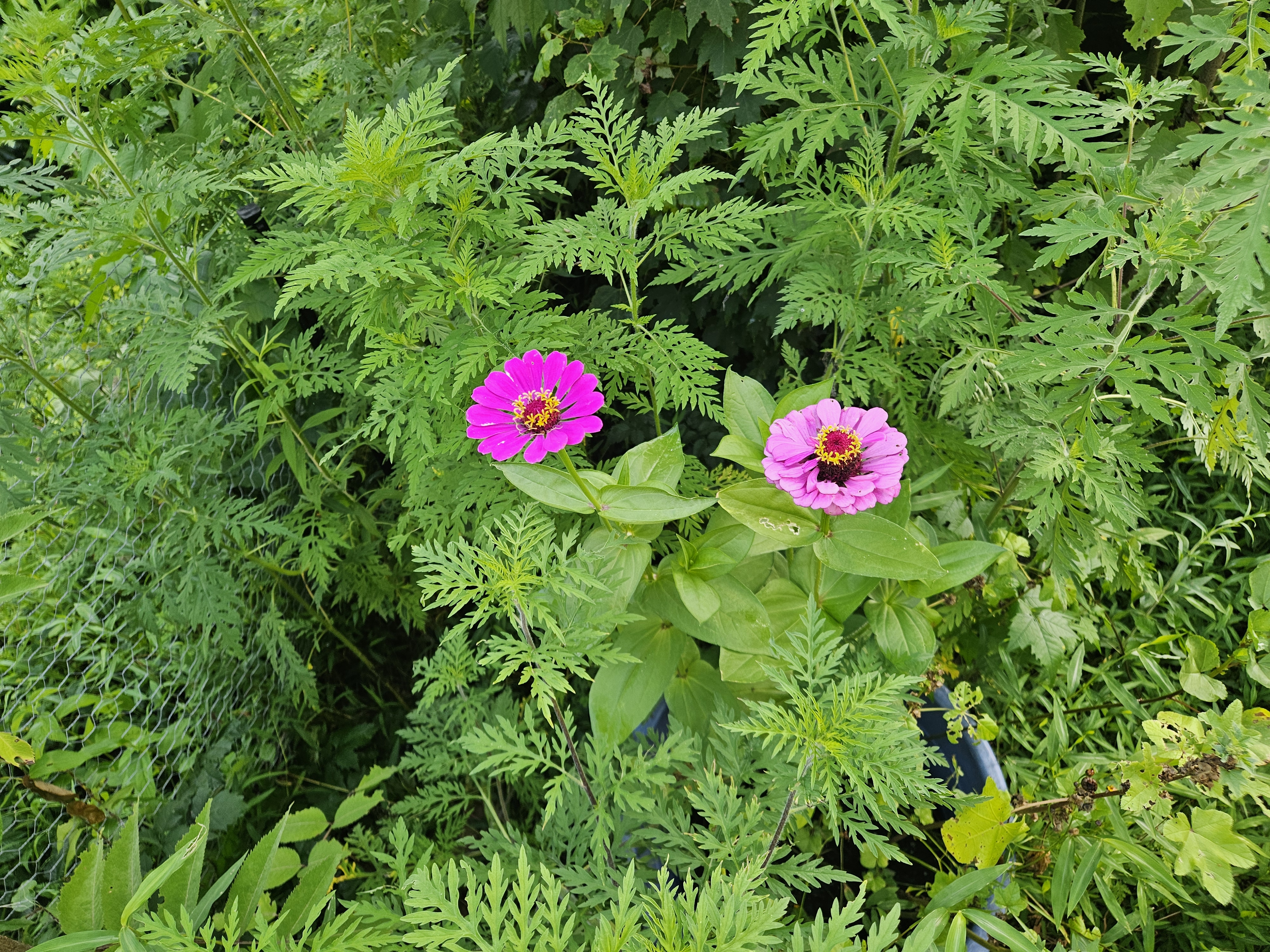 Pink flowers growing on David's farm