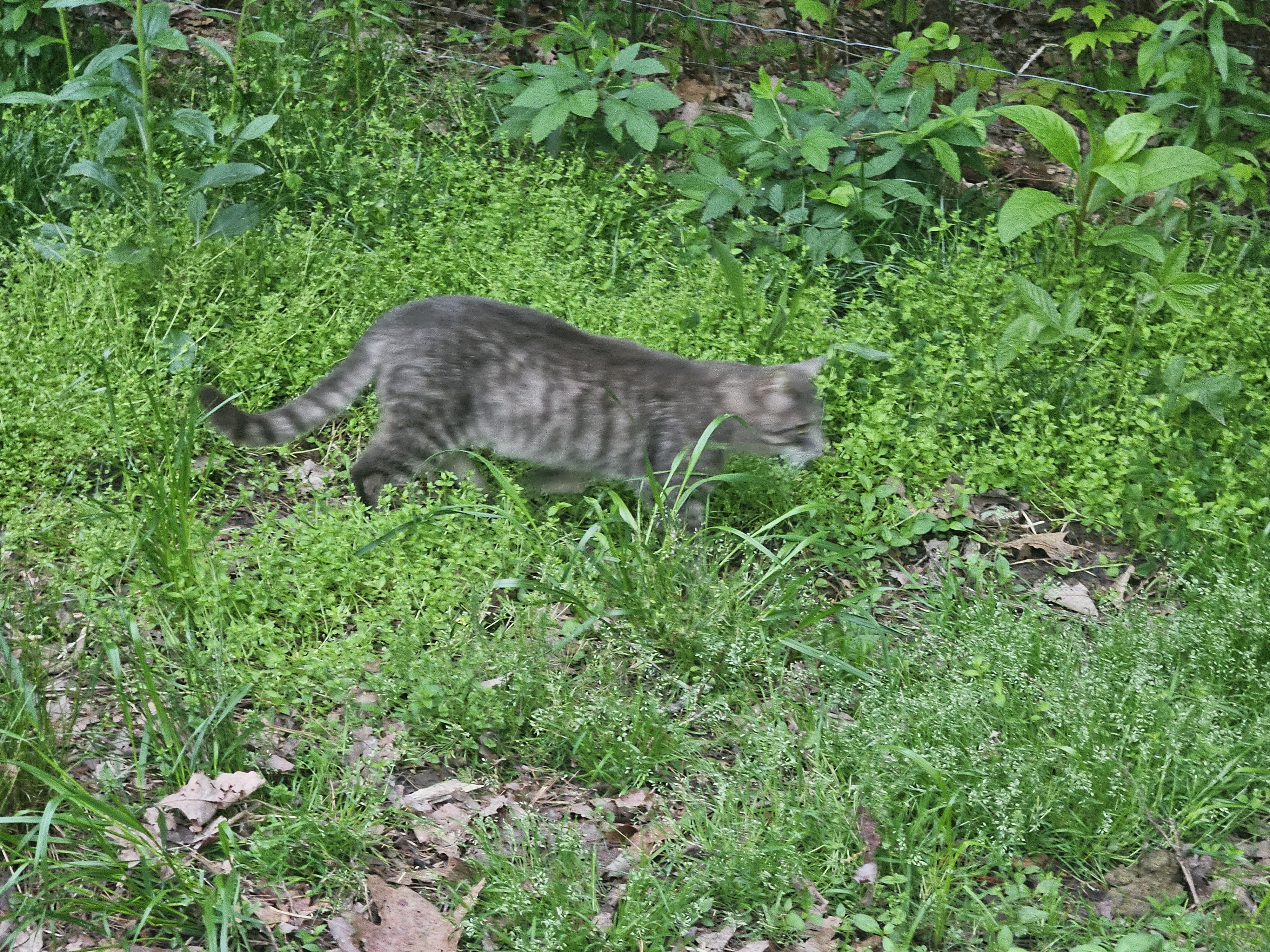 Gray tabby cat walking through grass