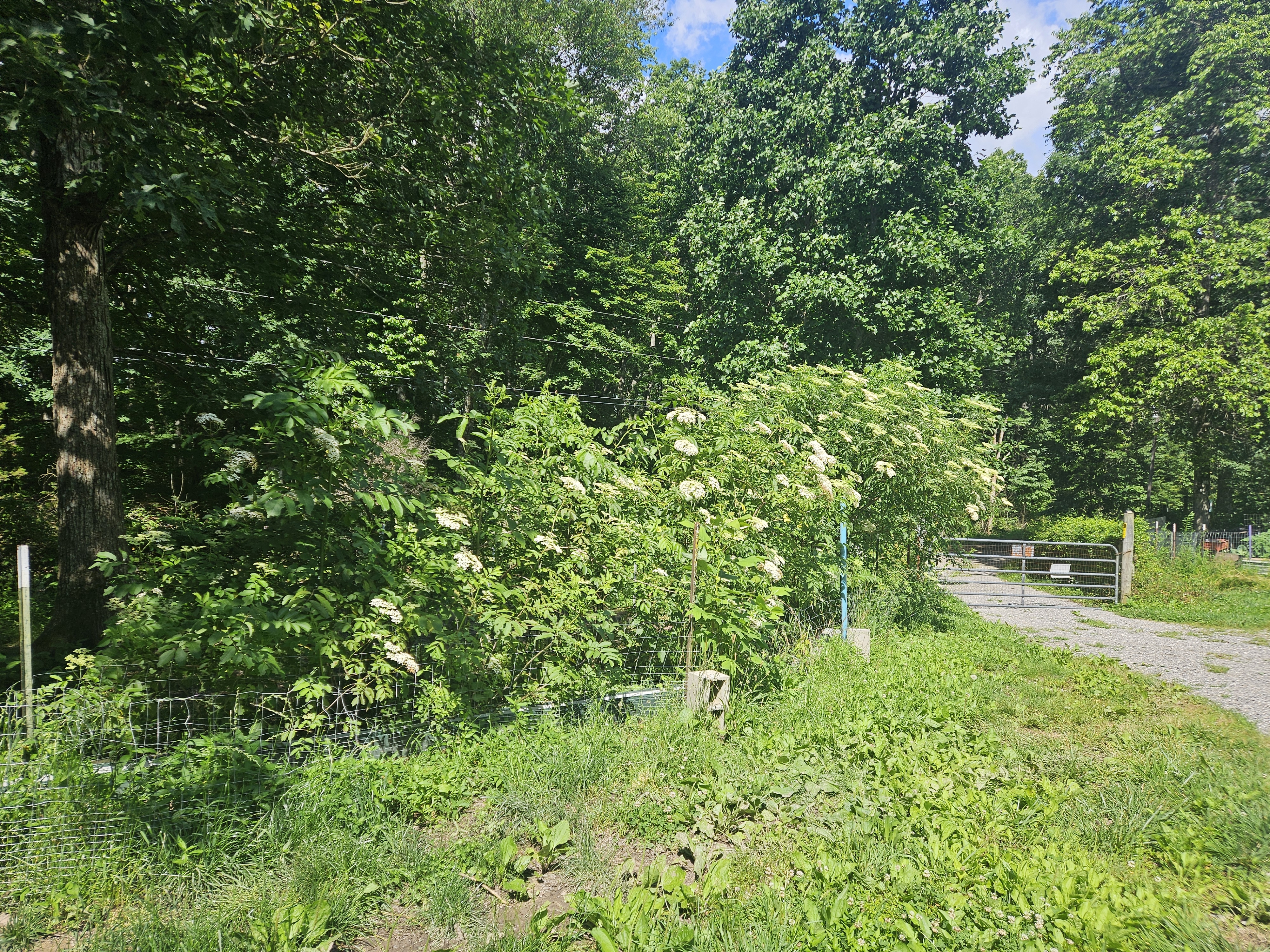 Wooded entrance and gate on David's Tennessee farm