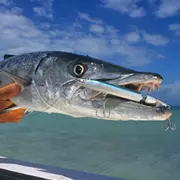 Barracuda caught with lure still in mouth