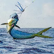 Mahi mahi jumping out of water