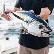 Blackfin Tuna caught