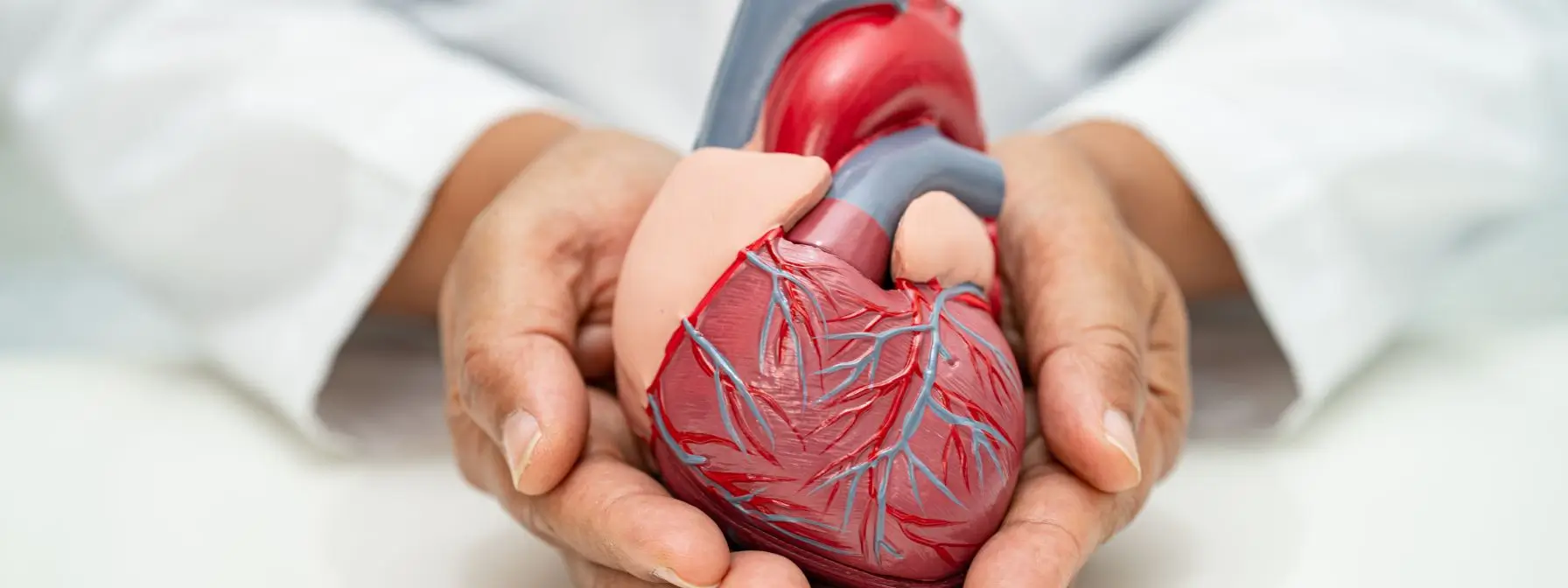 Doctor holding anatomical heart model to illustrate cardiovascular health risks linked to high body fat percentage Doctor holding anatomical heart model to illustrate cardiovascular health risks linked to high body fat percentage