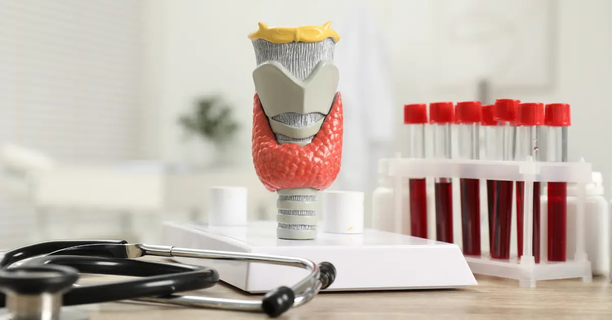 A medical model of the thyroid gland on a desk, with test tubes of blood in a rack and a stethoscope in the foreground. A medical model of the thyroid gland on a desk, with test tubes of blood in a rack and a stethoscope in the foreground.