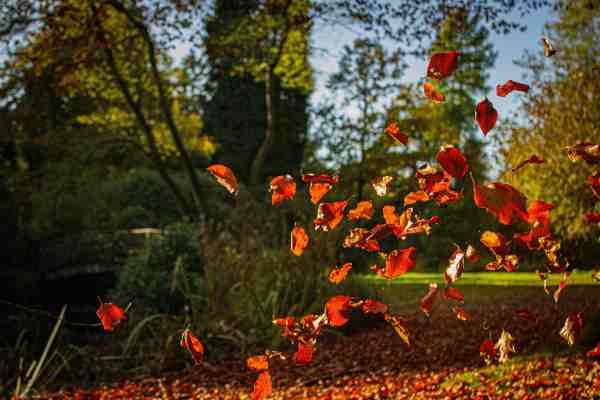 leaf removal tulsa