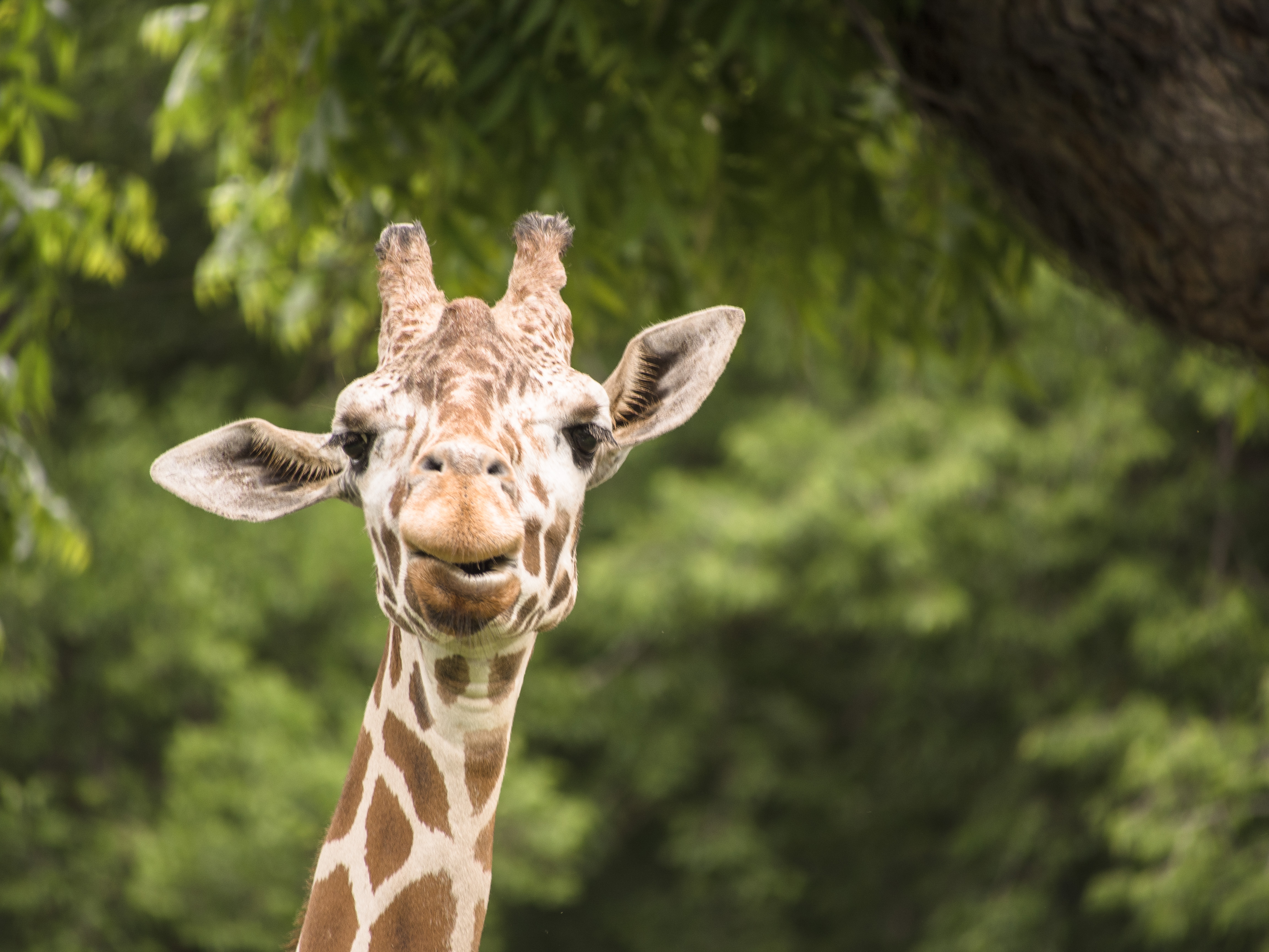 Giraffe at the Fort Worth Zoon