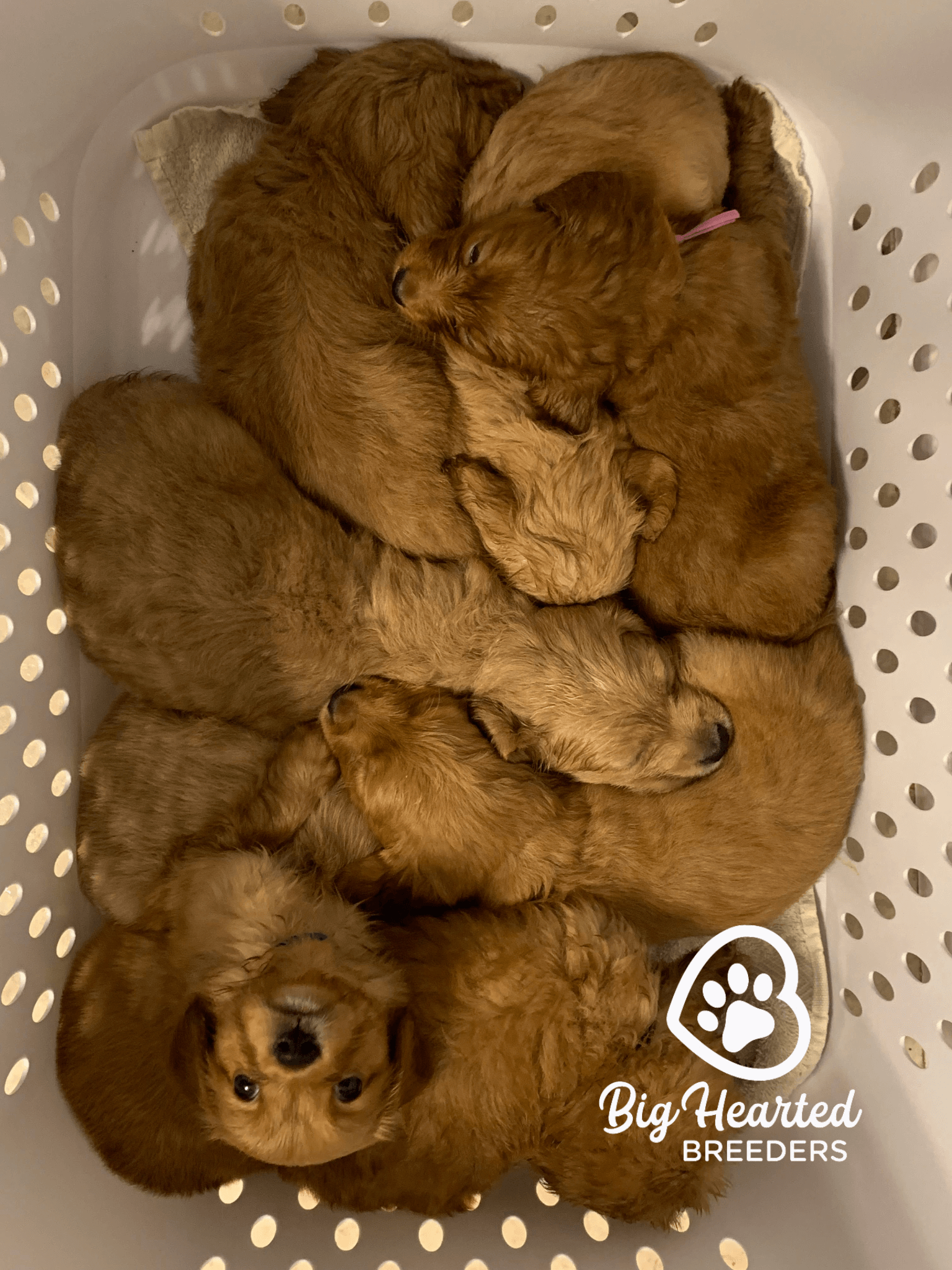 health-testing-a-guide-for-responsible-breeding-of-mini-golden-retrievers health-testing-a-guide-for-responsible-breeding-of-mini-golden-retrievers