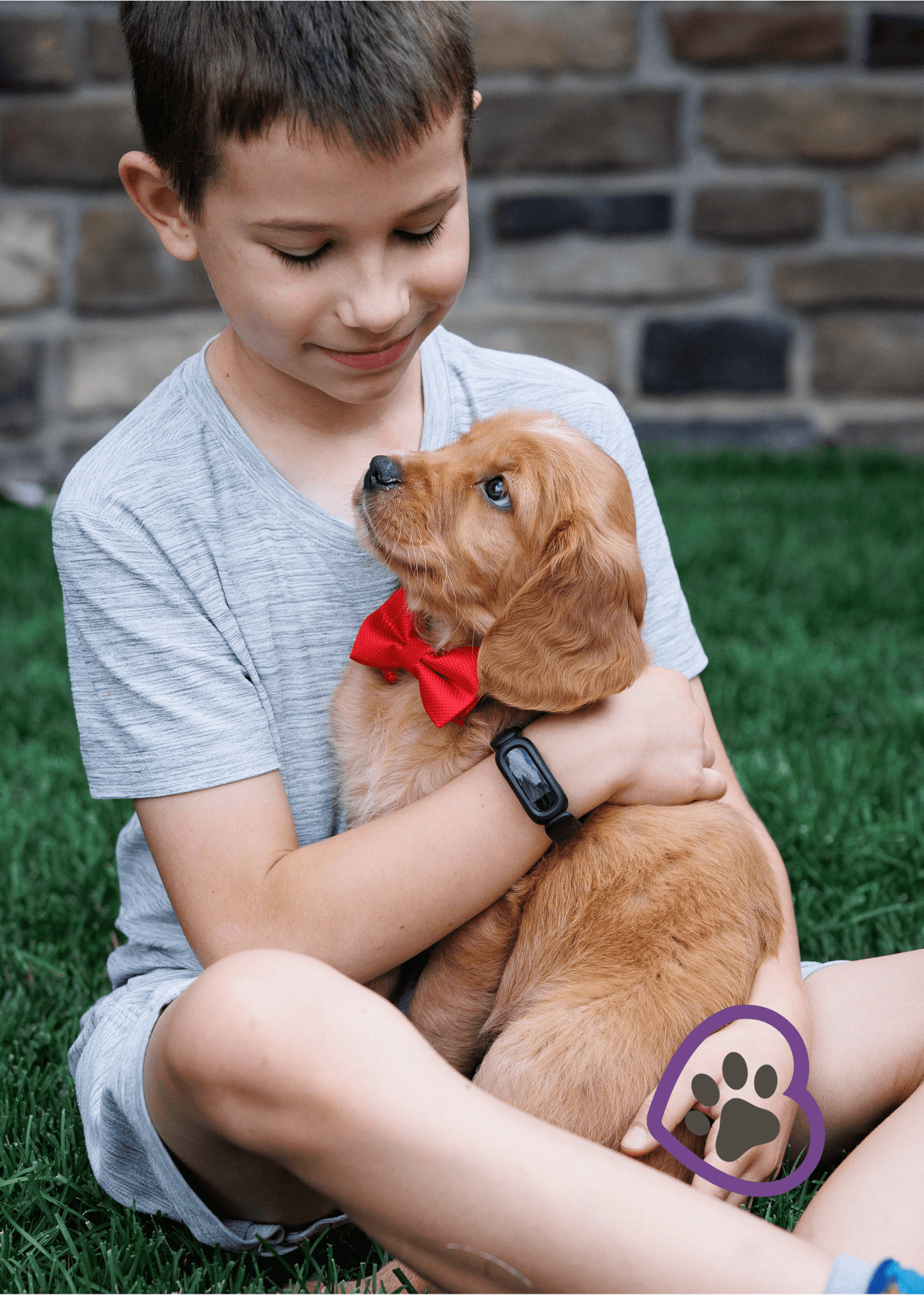 the-charismatic-personalities-of-mini-golden-retrievers