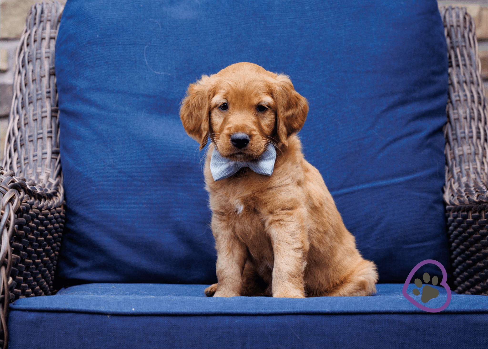 the-charismatic-personalities-of-mini-golden-retrievers