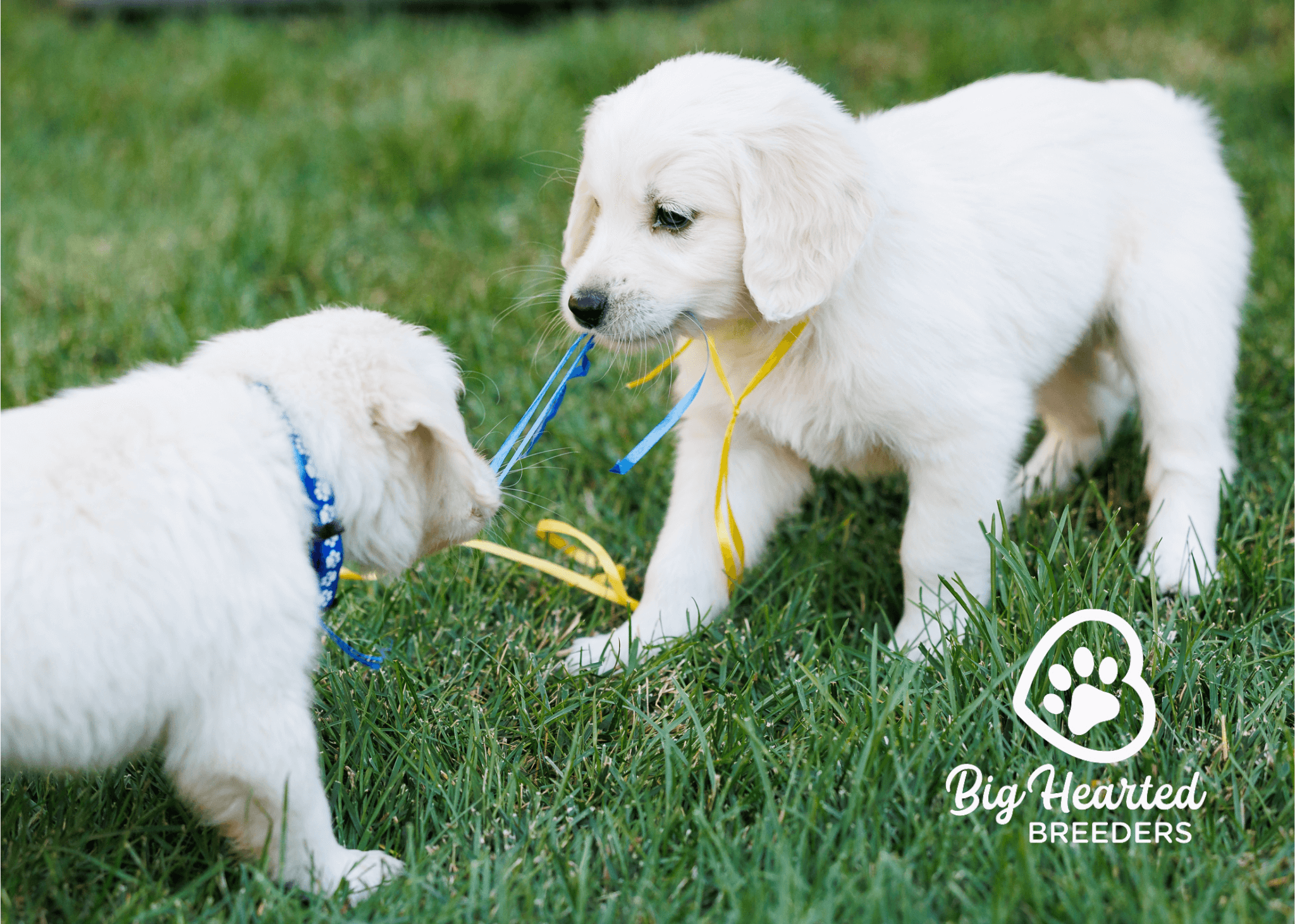 top-activities-and-games-for-mini-golden-retrievers