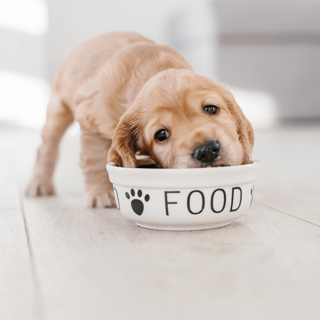 best-food-for-your-pet-a-guide-to-optimal-pet-nutrition