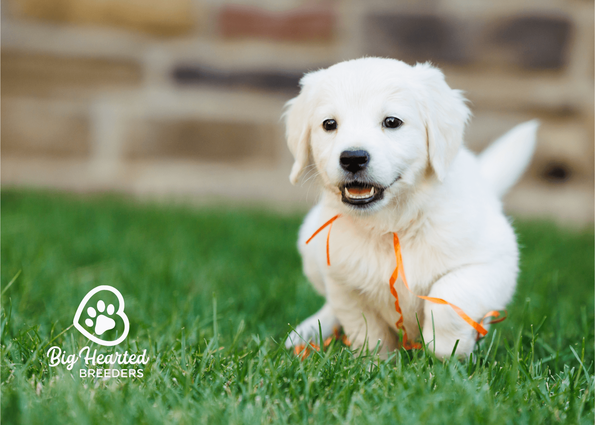 the-charismatic-personalities-of-mini-golden-retrievers