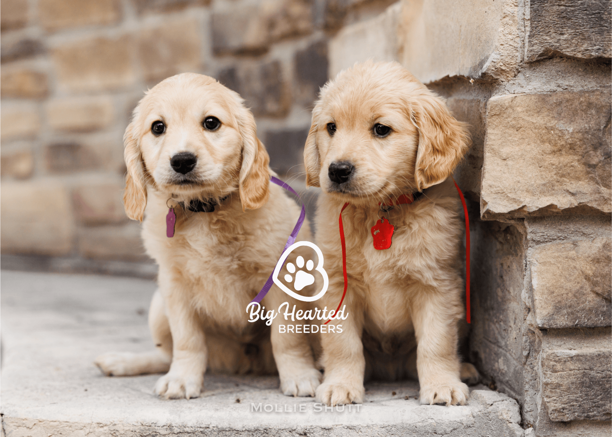 ensuring-your-mini-golden-s-well-being-with-pet-insurance