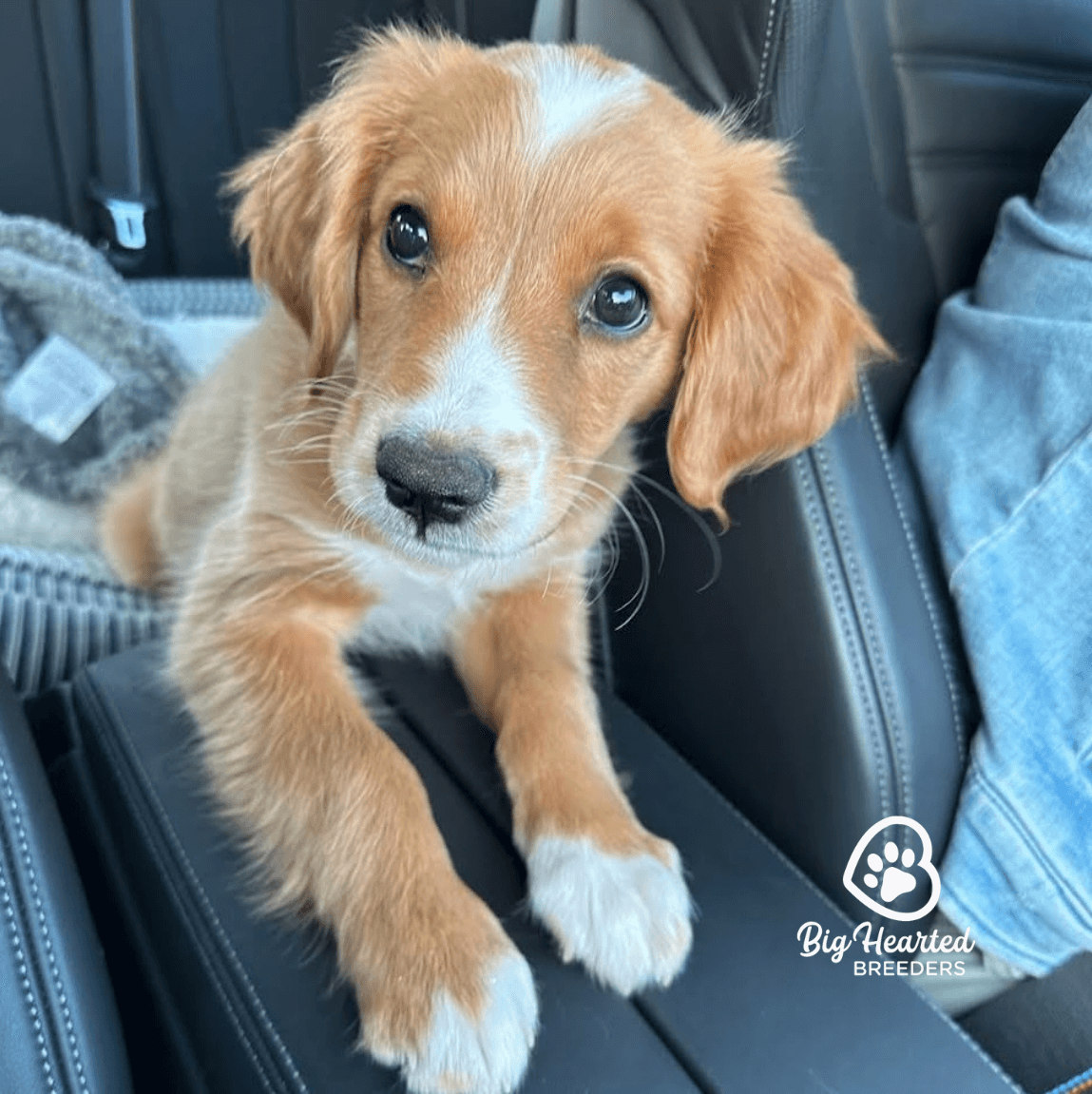 the-golden-potential-why-training-your-puppy-matters