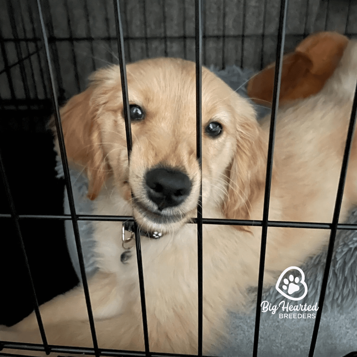 the-golden-potential-why-training-your-puppy-matters