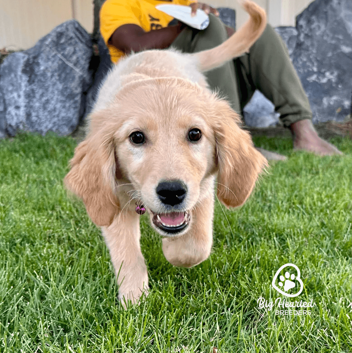 the-golden-potential-why-training-your-puppy-matters