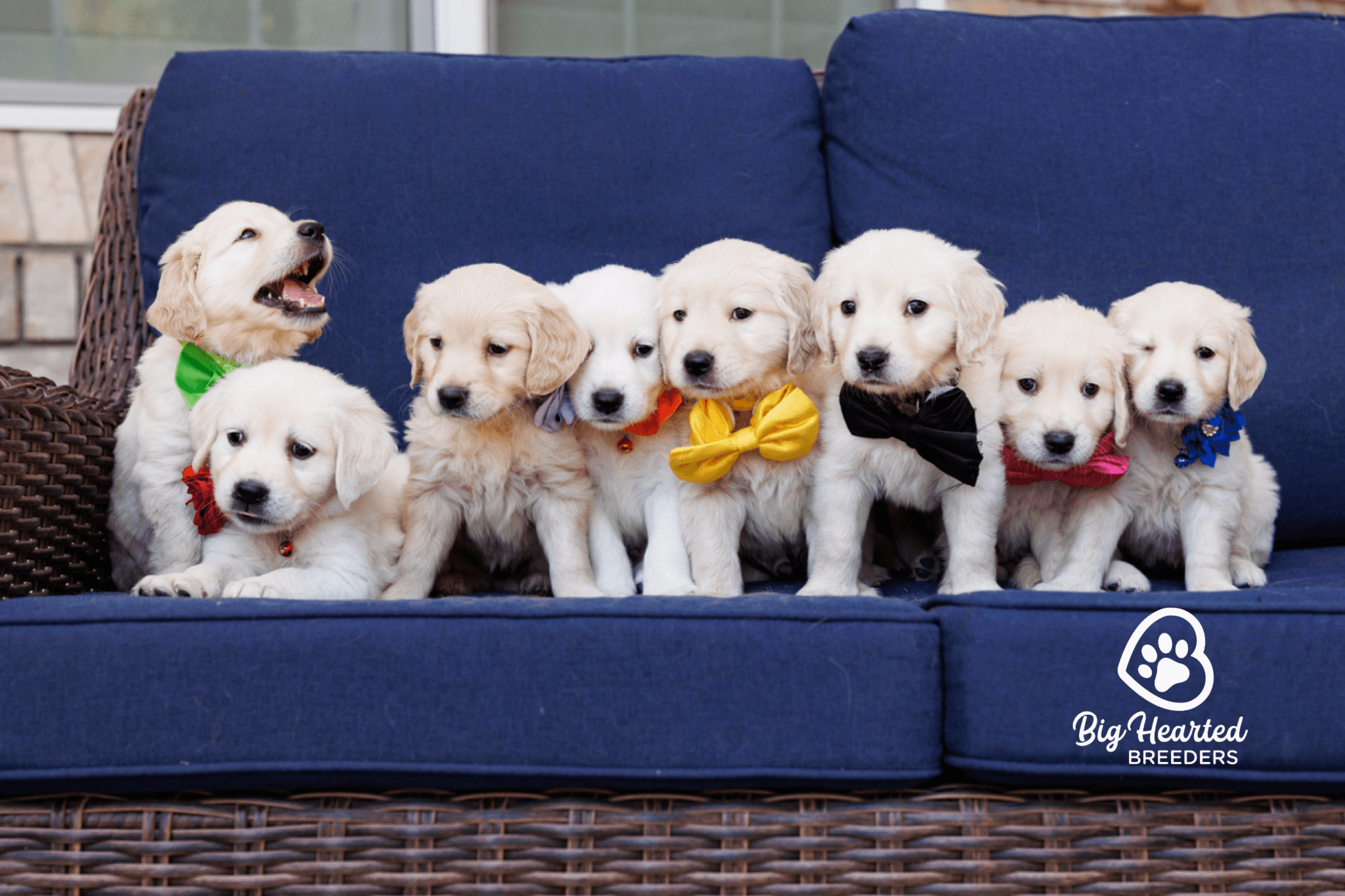 5-reasons-mini-golden-retrievers-are-the-perfect-pet