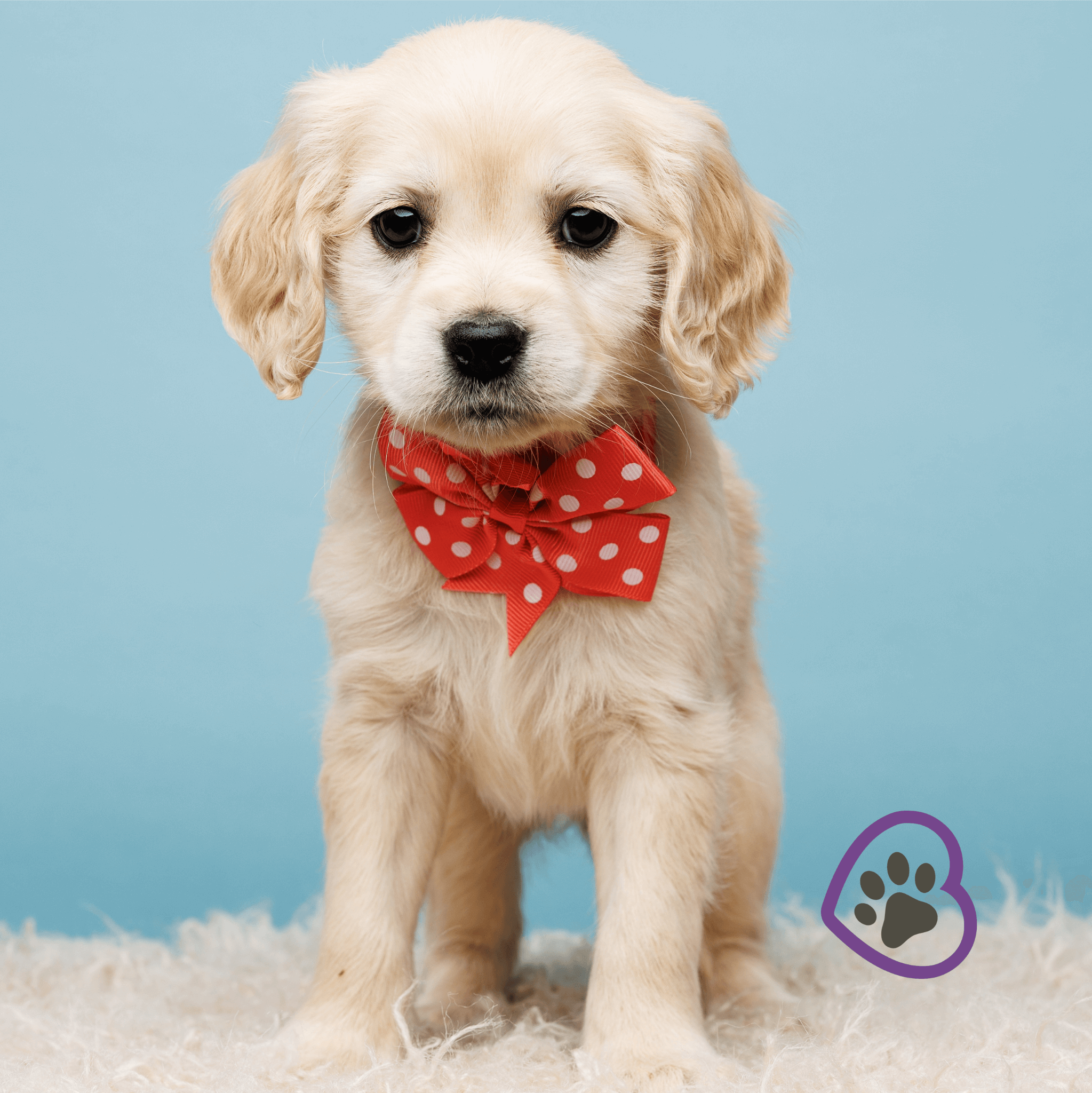 5-reasons-mini-golden-retrievers-are-the-perfect-pet