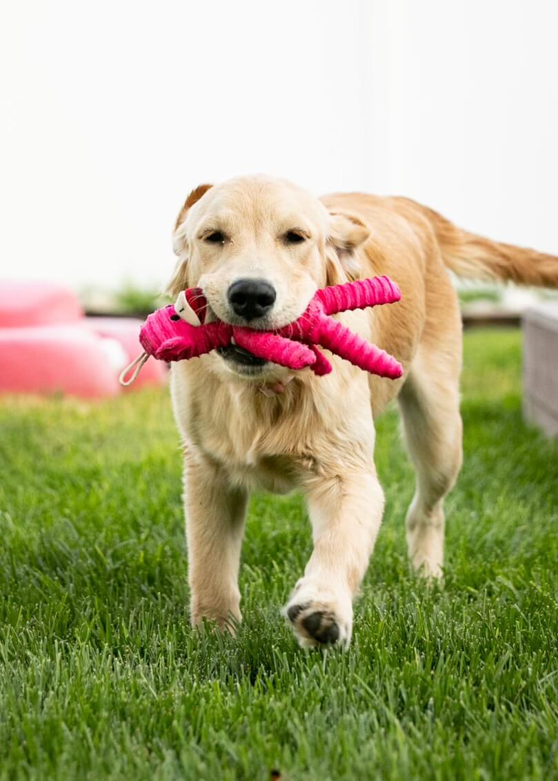 5-reasons-mini-golden-retrievers-are-the-perfect-pet