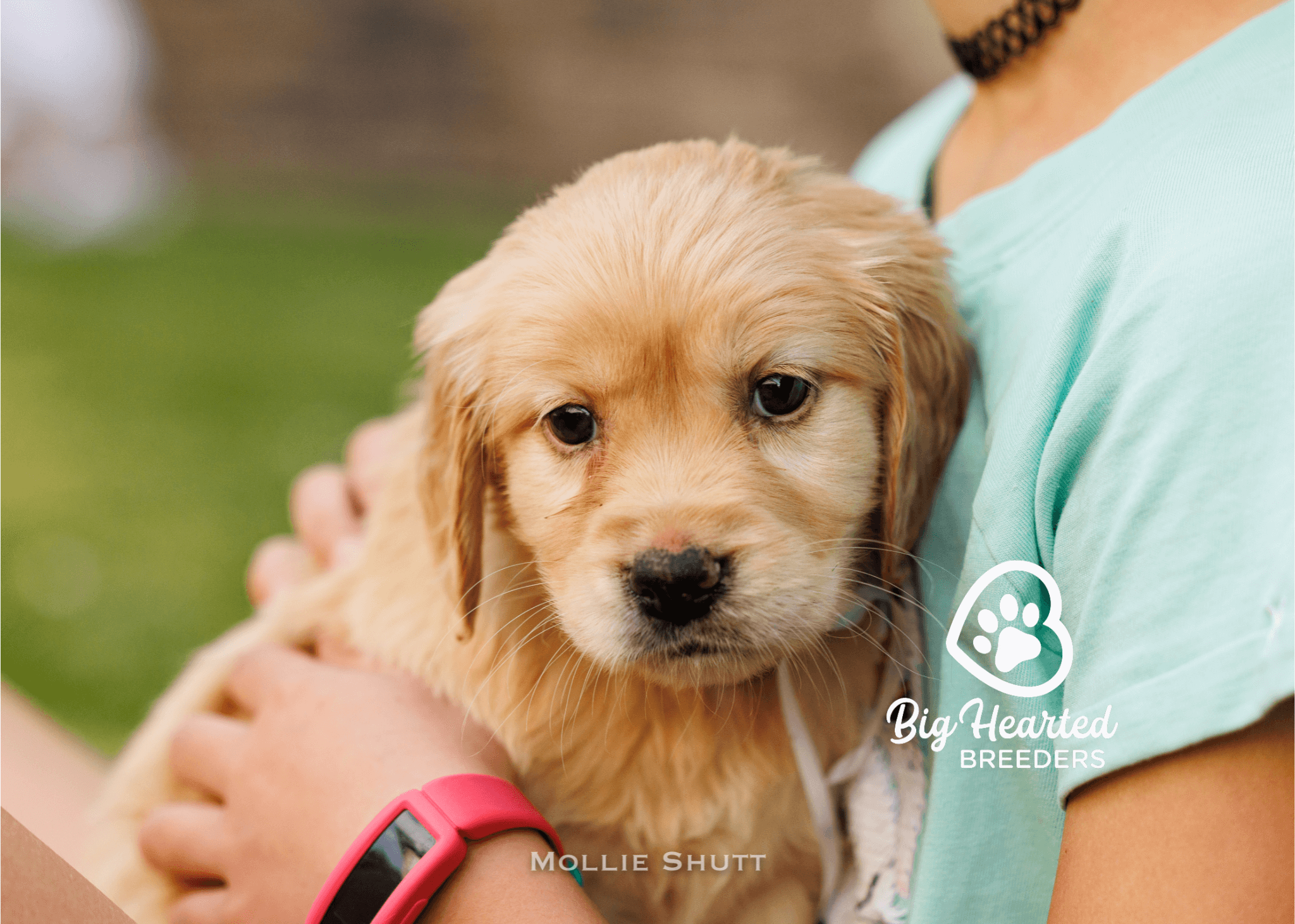 mini-golden-retrievers-your-companion-for-emotional-support