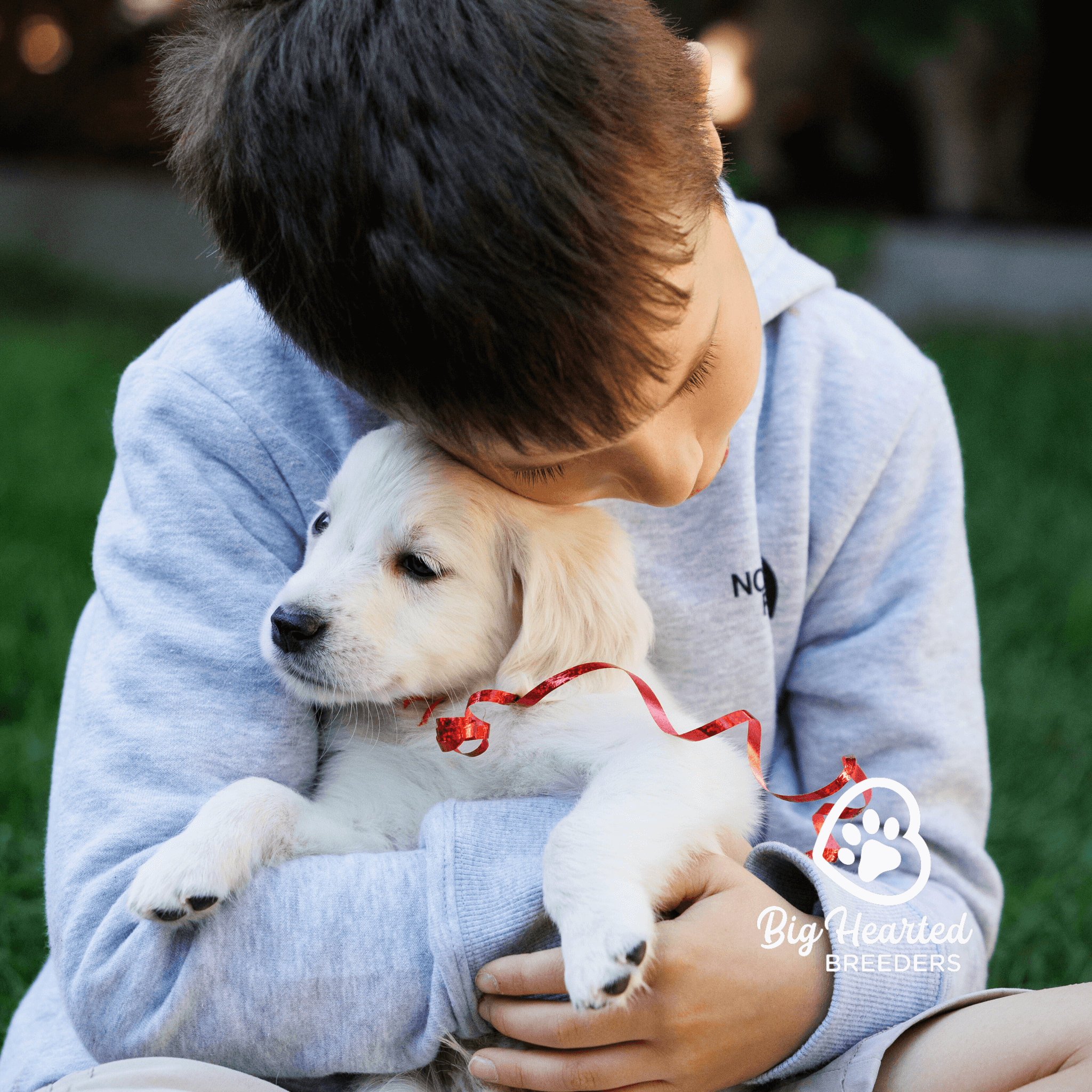 mini-golden-retrievers-your-companion-for-emotional-support