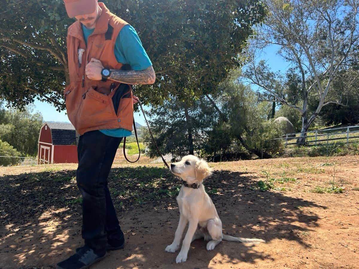 building-your-dream-team-for-your-mini-golden-retriever