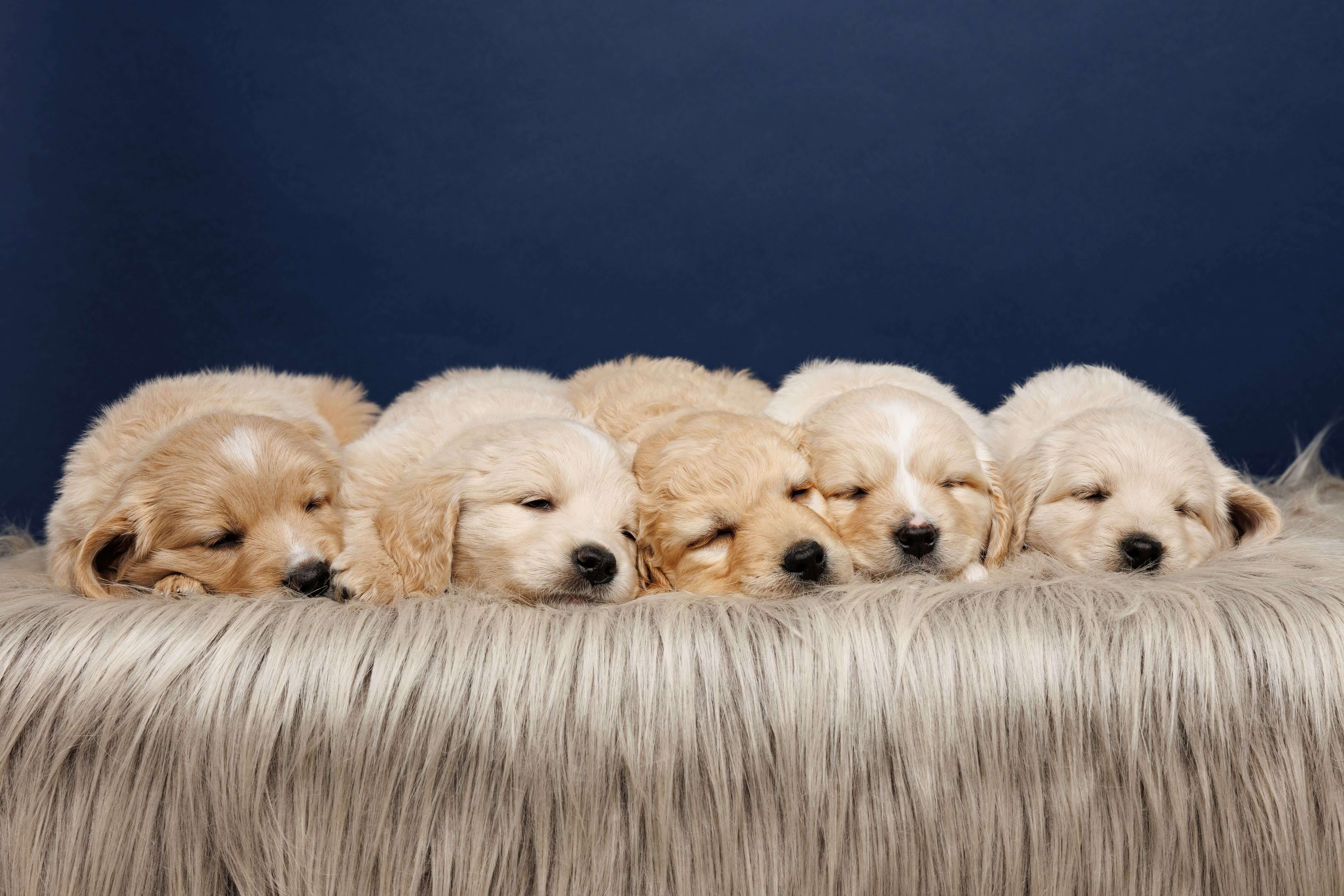 building-your-dream-team-for-your-mini-golden-retriever