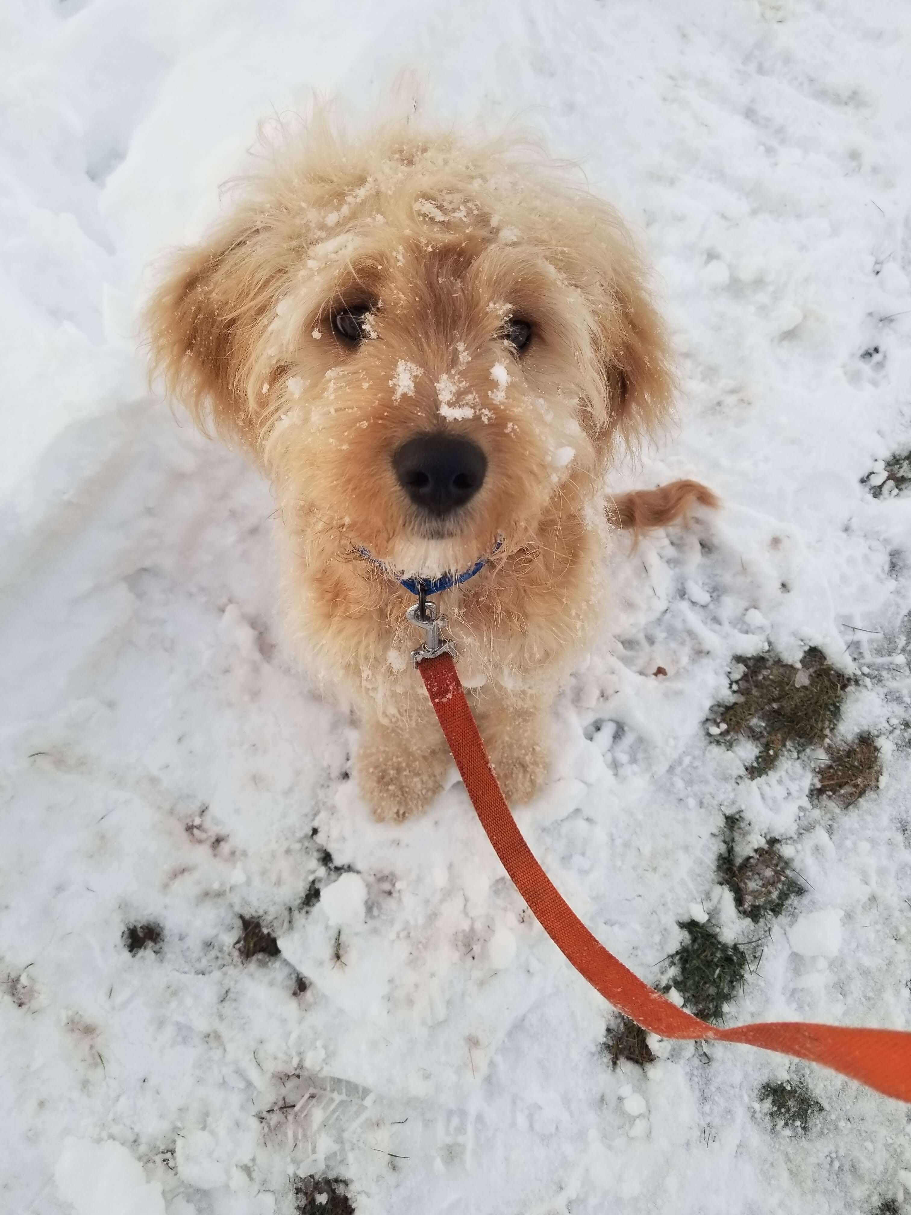 building-your-dream-team-for-your-mini-golden-retriever