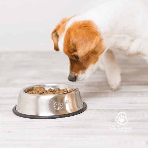 a-guide-to-nutrition-for-mini-golden-retrievers